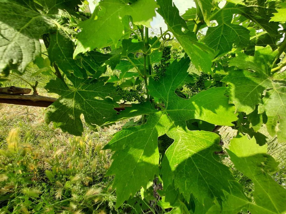 Agriturismo Andreis Alloggi Illasi المظهر الخارجي الصورة